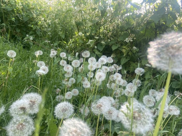 Dandelions growing in a field