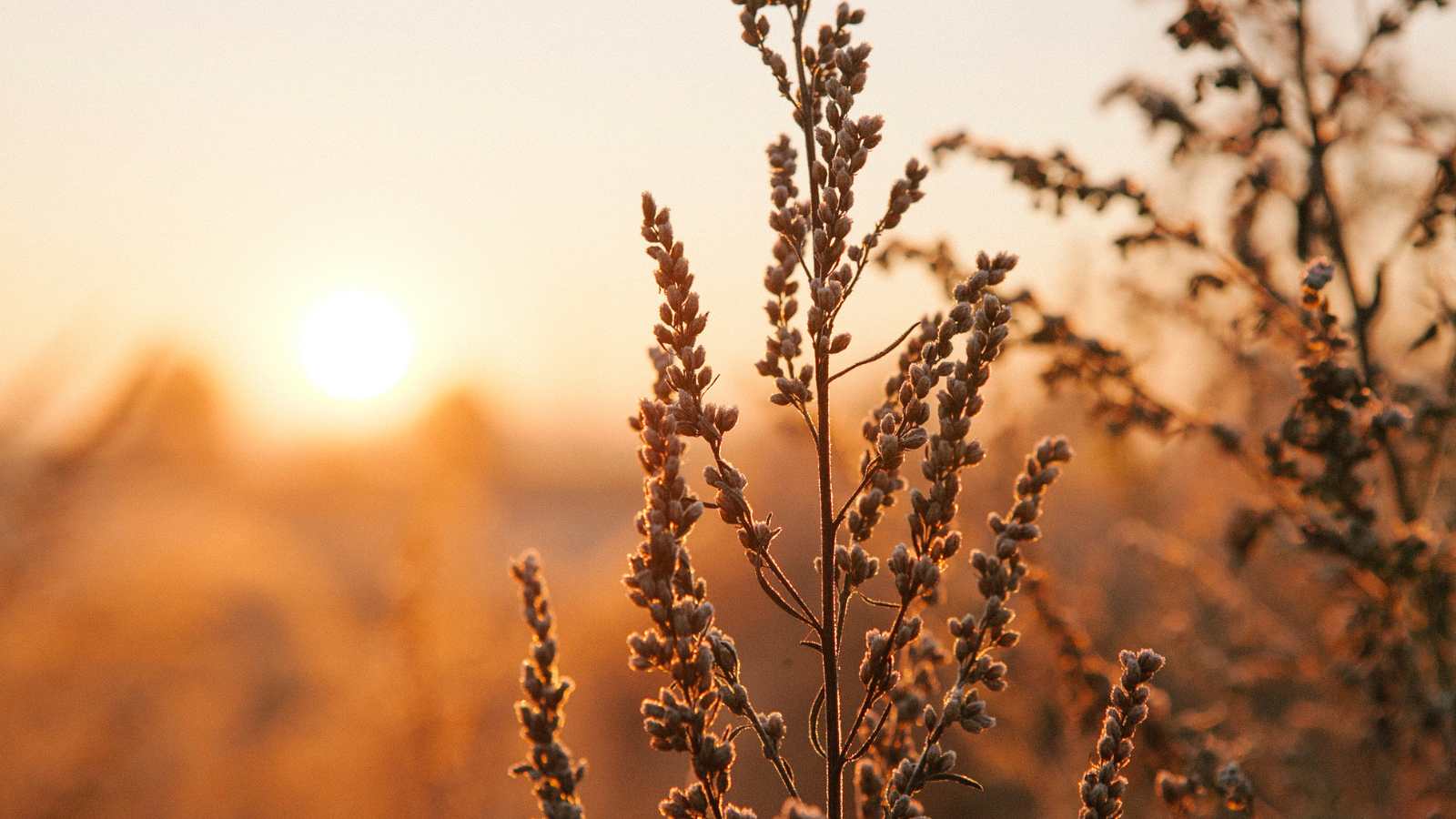 insight-for-living